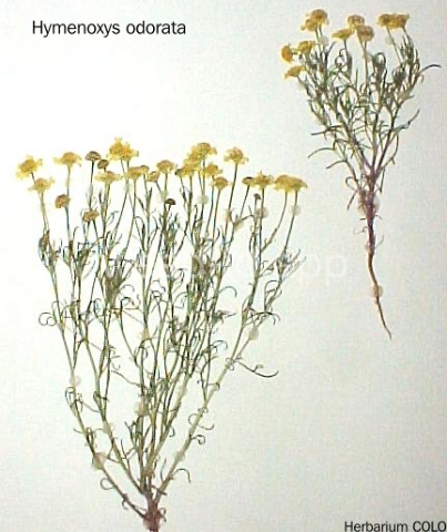 rubberweed, bitter